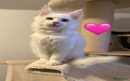 Maine Coon cats for sale: Large Maine coon kittens  - Advert 4