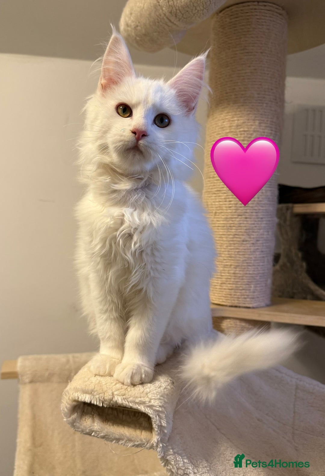 Maine Coon cats for sale: Large Maine coon kittens  - Advert 4