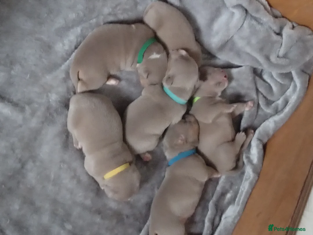 American Bully dogs for sale: American pocket bully pups - Advert 2