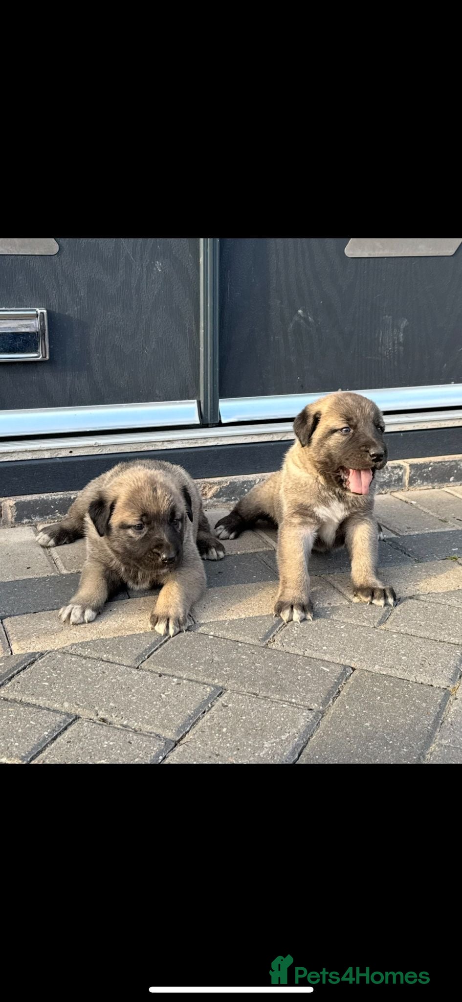 Turkish Kangal dogs Turkish kangal puppies  - Advert 2