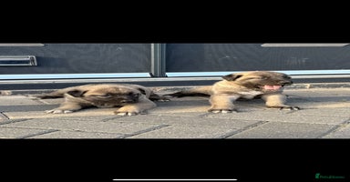 Turkish Kangal dogs - Advert 16