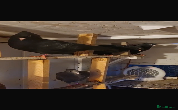 Pigeons birds - Advert 1