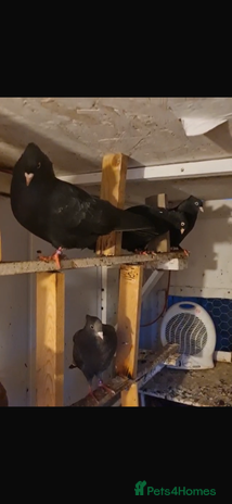 Pigeons birds - Advert 8
