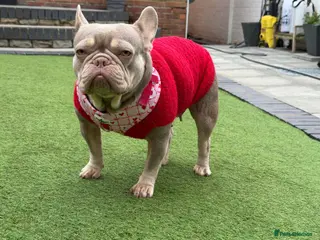 French Bulldog dogs French bulldog needs rehoming - Advert 5