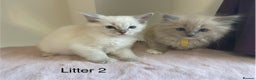 Ragdoll cats for sale: TICA ragdolls cherubim mink sepia solid tabby - Advert 4