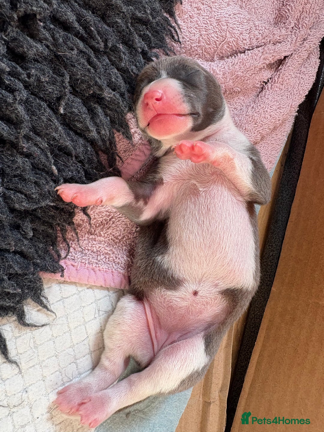 Italian Greyhound dogs for sale: Beautiful Italian Greyhound puppies for sale  - Image 26