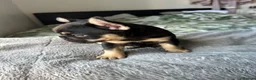 French Bulldog dogs for sale: Last Pedigree Frenchie in Ilford - Advert 2