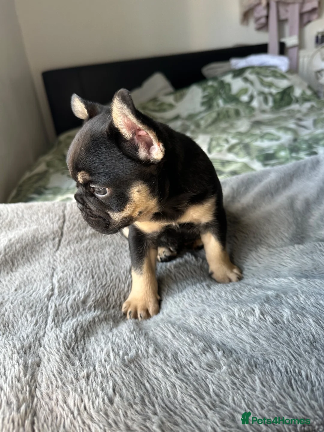 French Bulldog dogs for sale: Last Pedigree Frenchie in Ilford - Advert 2