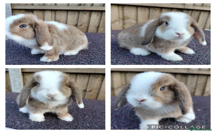 Mini Lop rabbits - Advert 8