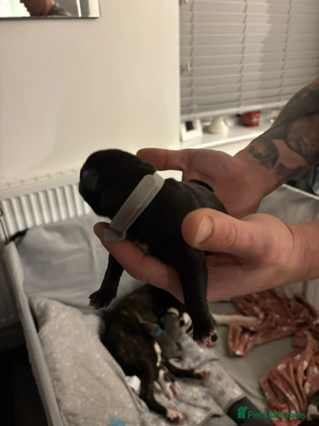 Staffordshire Bull Terrier dogs for sale: Beautiful litre of staffs for sale  in Colchester - Advert 9