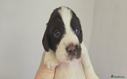 English Springer Spaniel dogs for sale: KC clear DNA vax vetted Springer Pups - Image 3