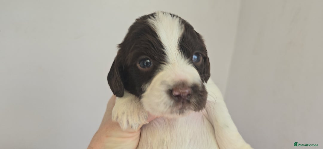 English Springer Spaniel dogs for sale: KC clear DNA vax vetted Springer Pups - Image 3