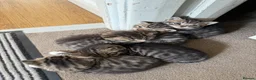 British Shorthair cats for sale: British Shorthair Half breed - Advert 1