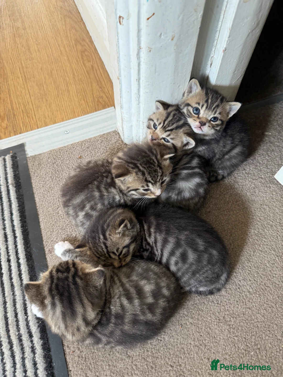 British Shorthair cats for sale: British Shorthair Half breed - Advert 1