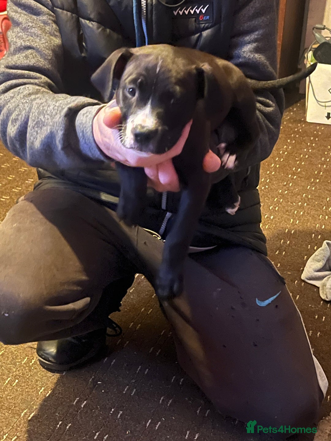 Mixed Breed dogs for sale: Female puppy  - Advert 8