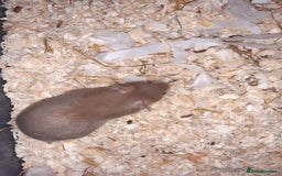 Hamster rodents for sale: Baby Syrian hamsters - Image 8