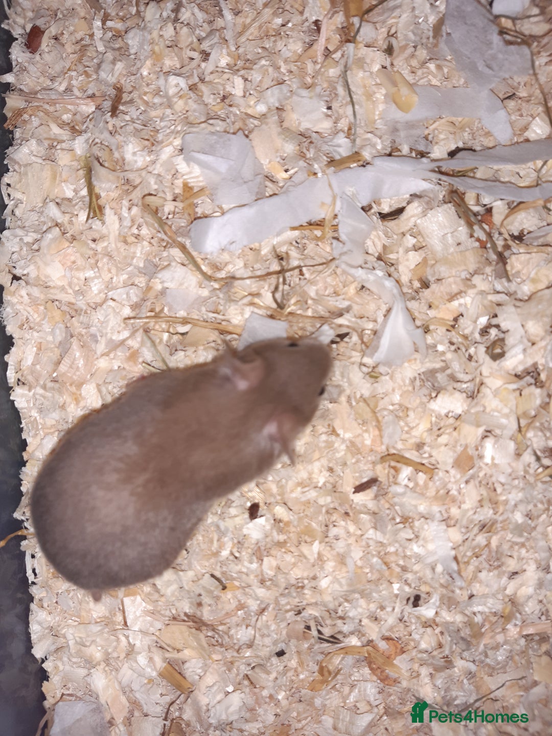 Hamster rodents for sale: Baby Syrian hamsters - Image 8