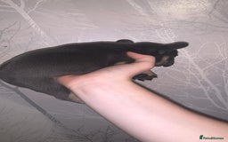 French Bulldog dogs for sale: French bulldog pups  - Image 2