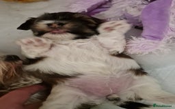 Havanese dogs for sale: Stunning KC Registered Havenese babies available.  - Image 14