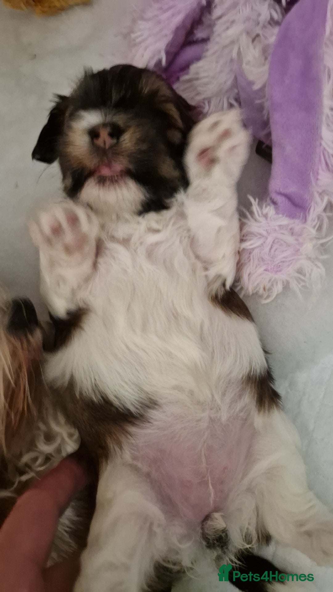 Havanese dogs for sale: Stunning KC Registered Havenese babies available.  - Image 14