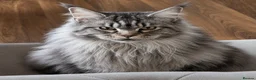 Maine Coon cats for sale: Gorgeous kittens  - Advert 4