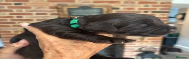 Cockapoo 3