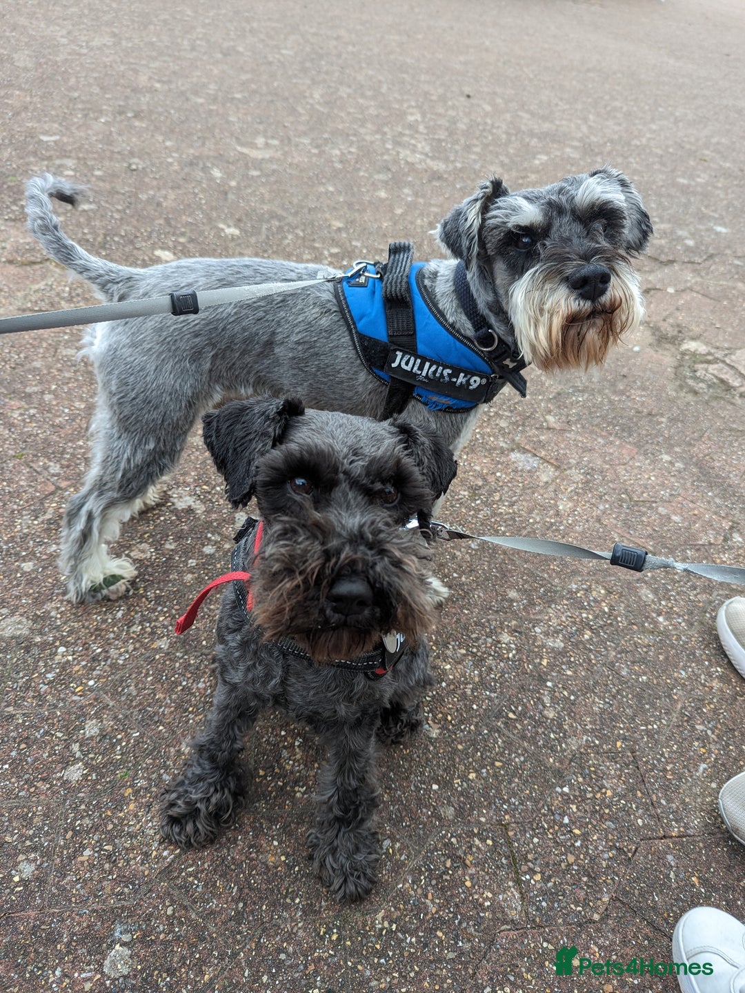 Miniature Schnauzer dogs for sale: Beautiful Miniature schnauzers - Advert 2