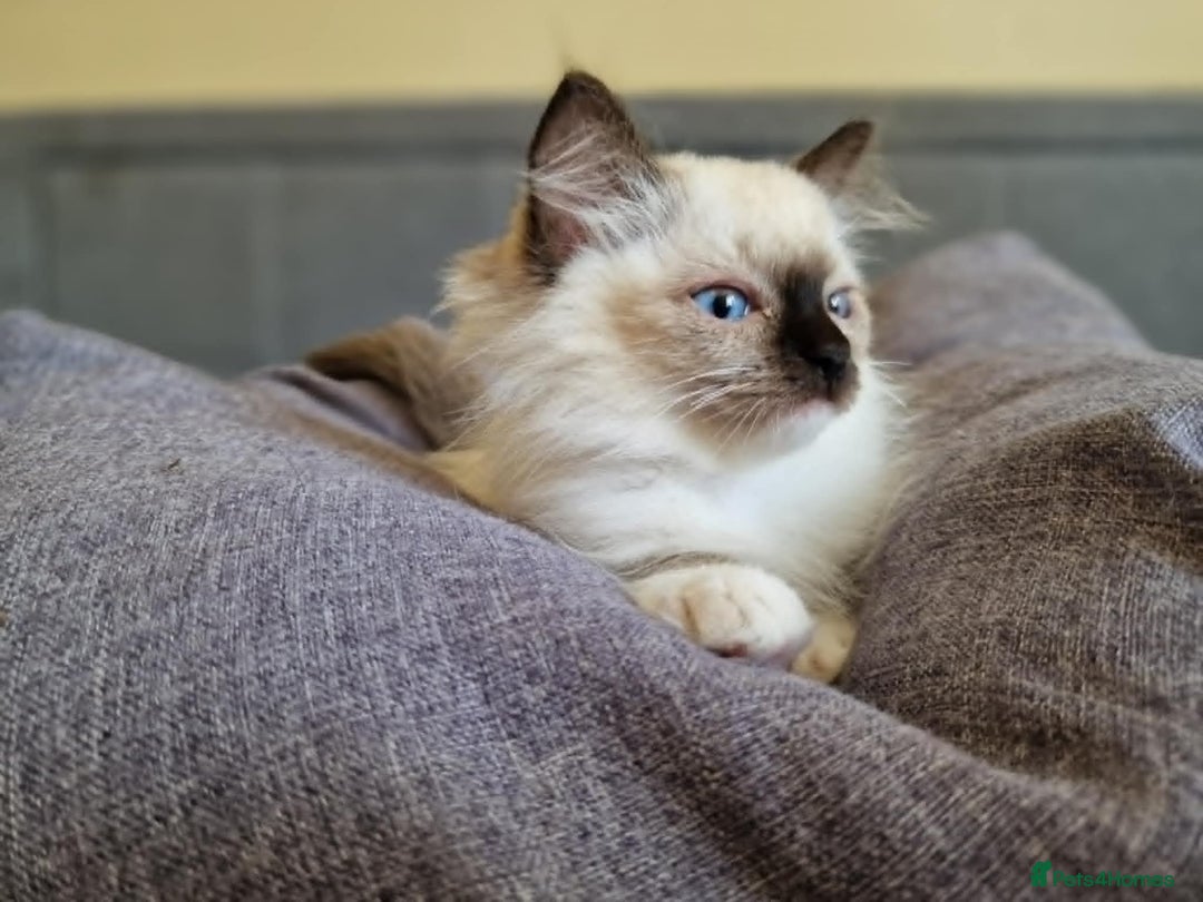 Ragdoll cats for sale: GRAND Champion European Line kittens.FULL PEDIGREE - Image 6