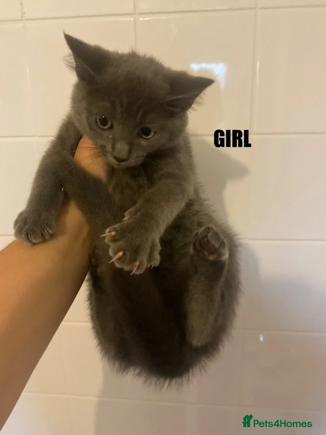 Maine Coon cats for sale: Maine coon cross kittens  - Advert 2