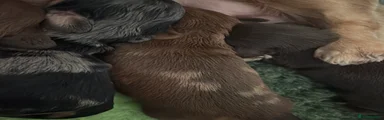 Miniature Dachshund 3