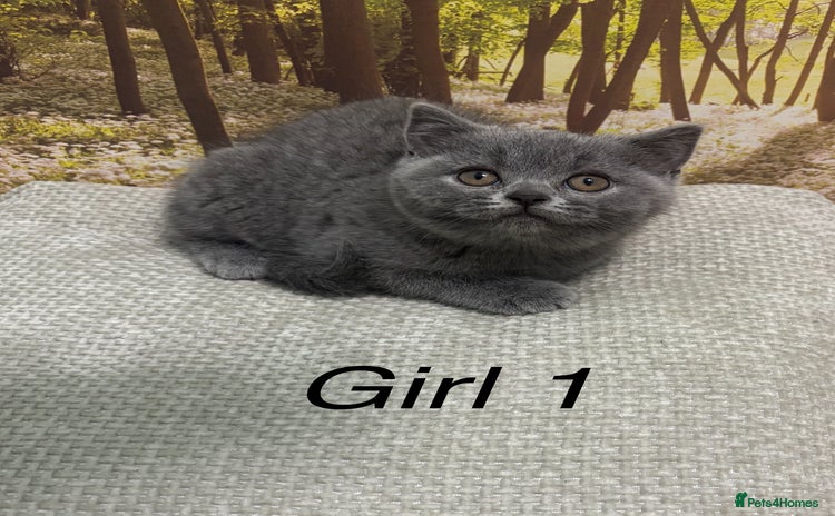 British Shorthair cats British shorthair kittens  - Advert 11