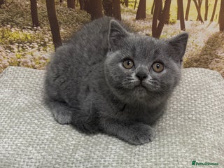 British Shorthair cats British shorthair kittens - Advert 11