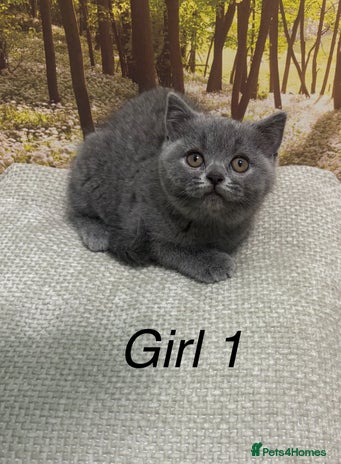 British Shorthair cats British shorthair kittens - Advert 11