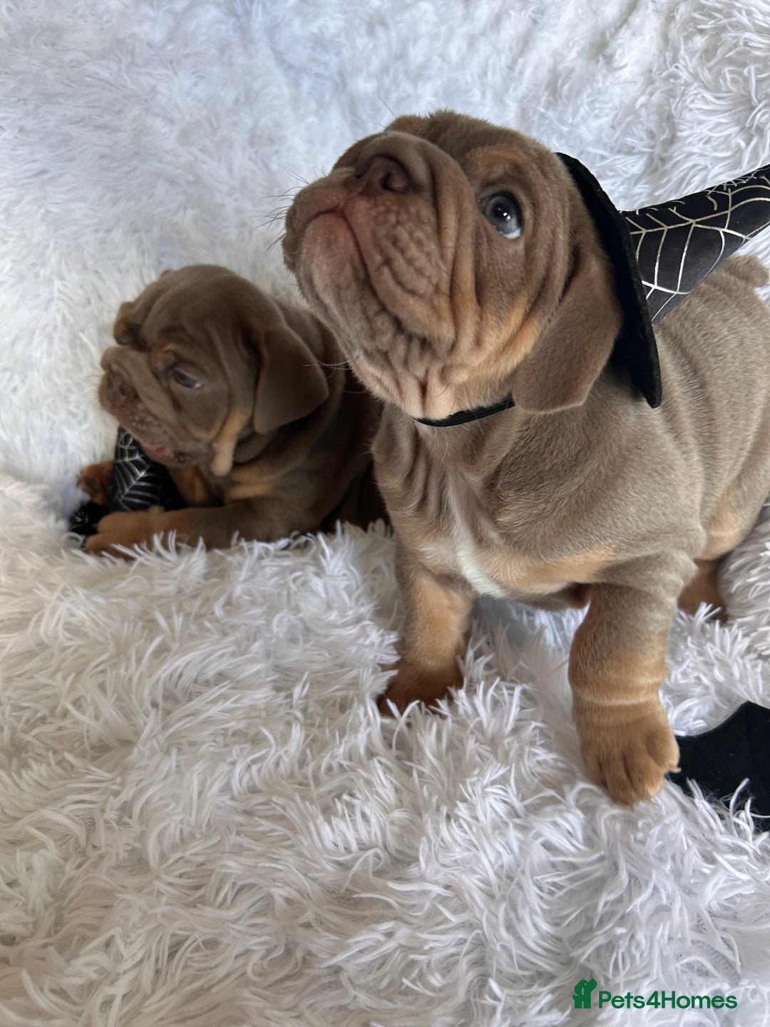 English Bulldog dogs for sale: Outstanding English bulldogs  - Image 11