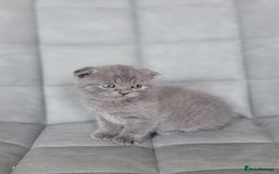 Scottish Fold cats for sale: Healthy and beautiful Scottish fold kittens - Image 5
