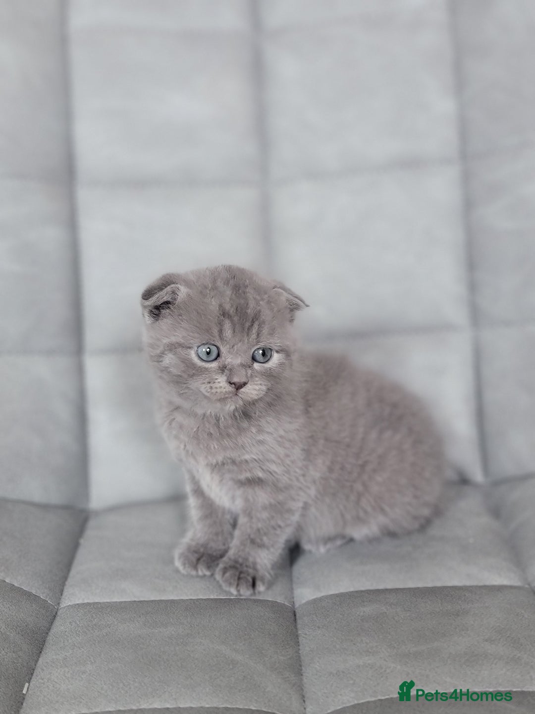 Scottish Fold cats for sale: Healthy and beautiful Scottish fold kittens - Image 5