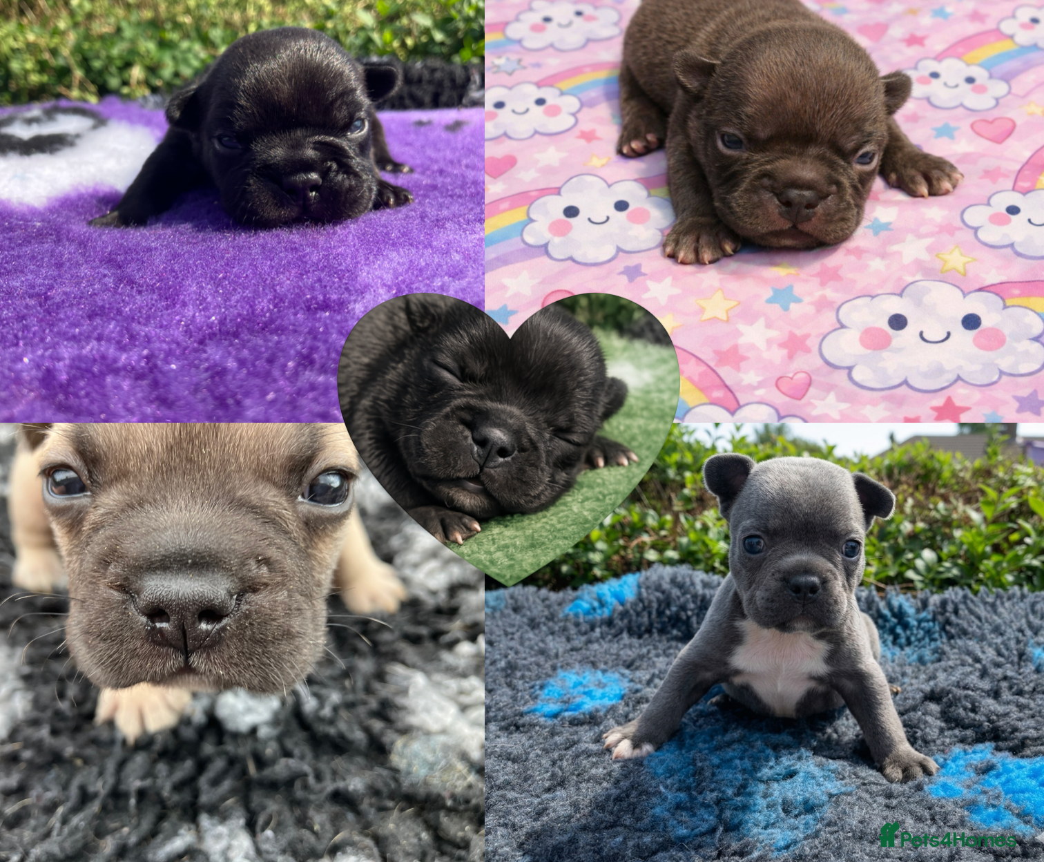 French Bulldog dogs KC French Bulldog - Boys - Advert 17