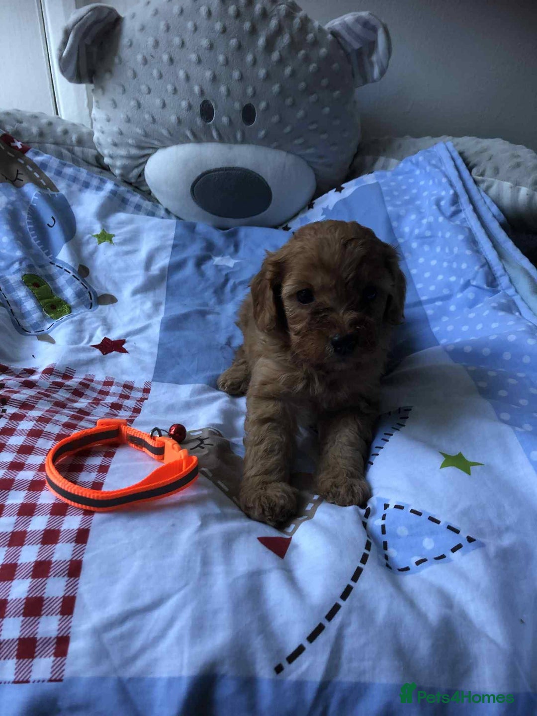 Cavapoo dogs for sale: Beautiful red F1 Cavapoo  - Image 6