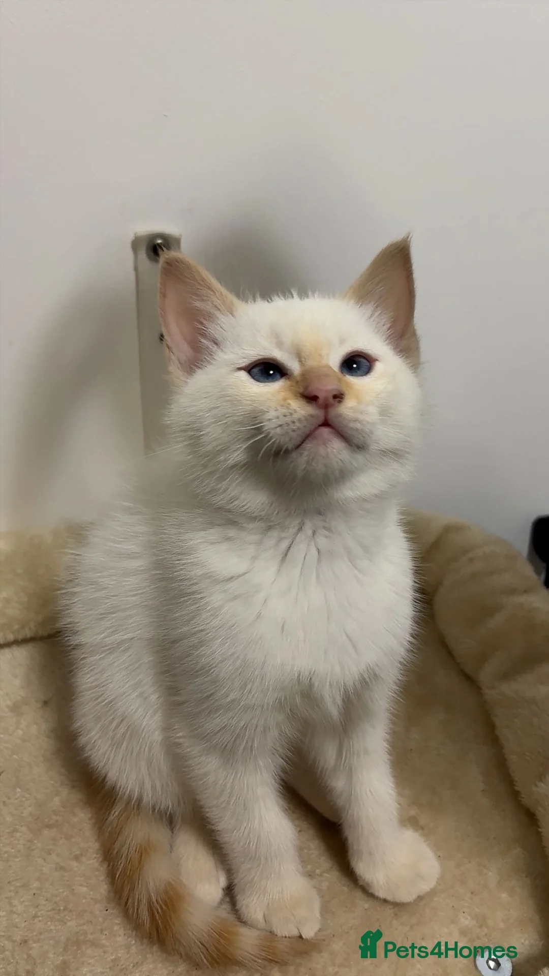 Ragdoll cats for sale: X3 Beautiful Ragdoll Kittens - Ready to leave 🐱 - Advert 9