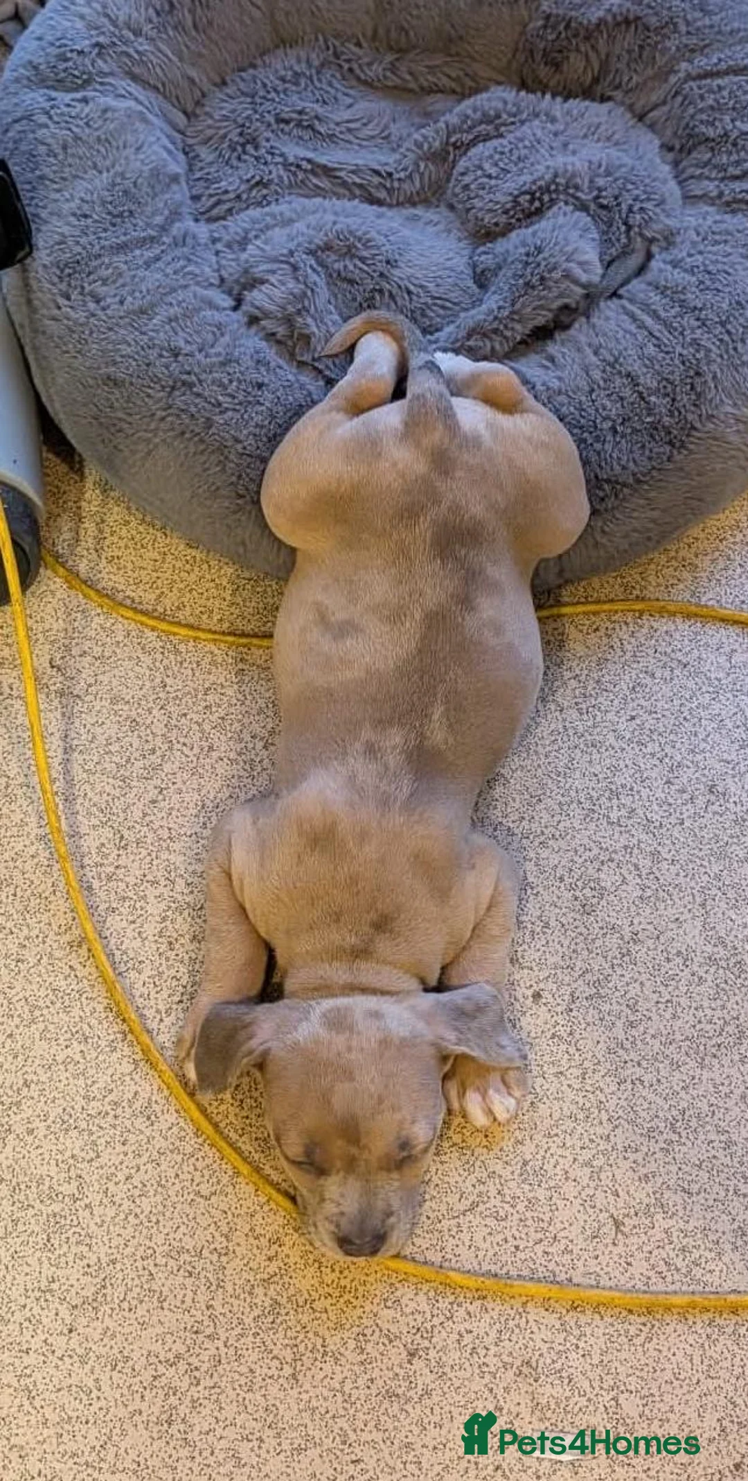 Mixed Breed dogs for sale: Staff cross Cane Corso puppy  - Advert 4