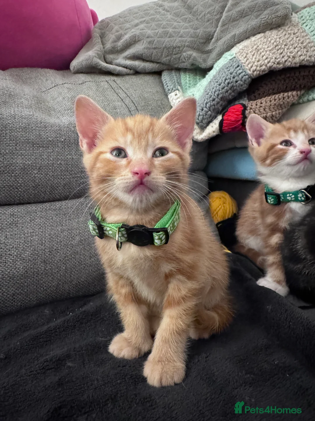 Mixed Breed cats for sale: Beautiful kittens looking for new home ❤️ - Advert 5