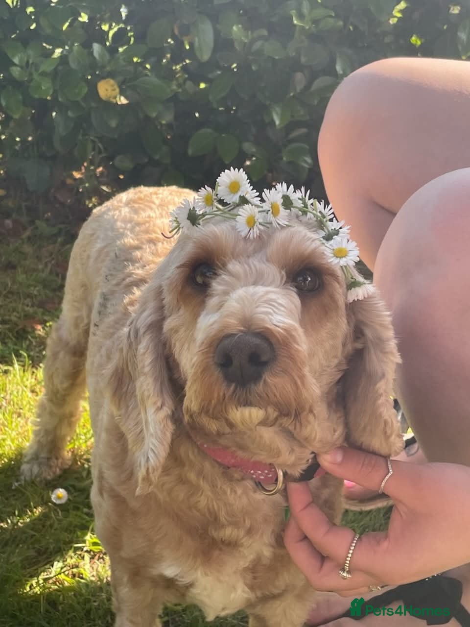 Cockapoo dogs F3 cockerpoos - Advert 1