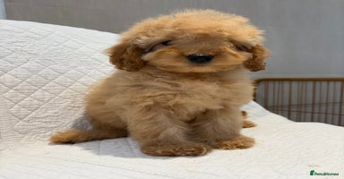 Cockapoo dogs - Advert 11