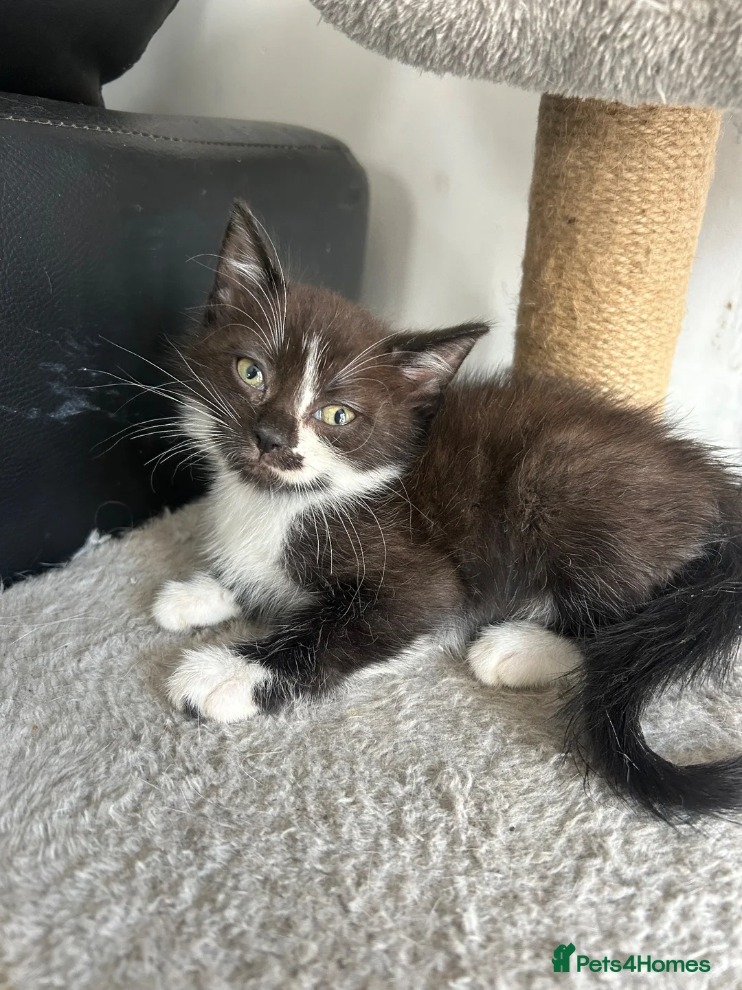 Mixed Breed cats for sale: Kittens for sale - 2 girls 3 boys - Advert 2
