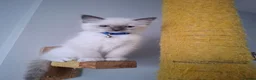 Ragdoll cats for sale: Beautiful Ragdoll kittens - Advert 8