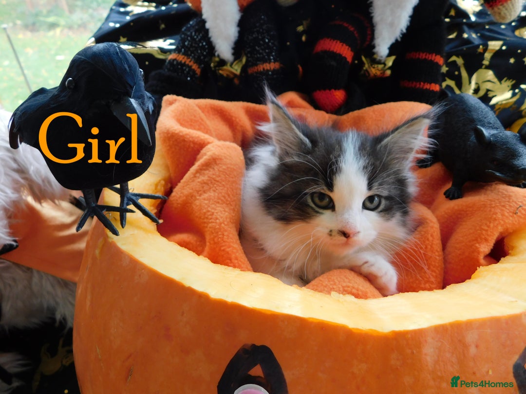 Maine Coon cats for sale: FABULOUS FLUFFY PEDIGREE MAINE COON KITTENS - Image 10