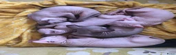 Sphynx cats for sale: Sphynx kittens - Advert 1