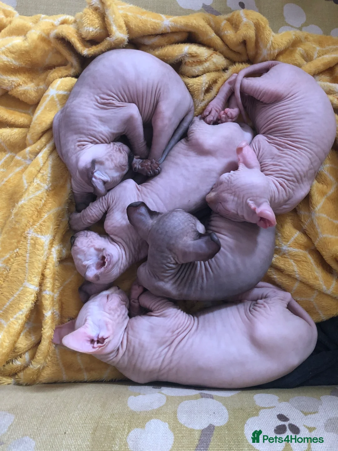 Sphynx cats for sale: Sphynx kittens - Advert 1