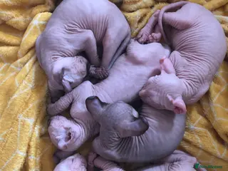 Sphynx cats Sphynx kittens - Advert 13