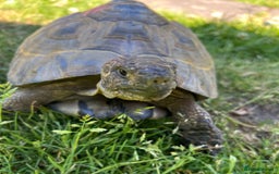 Tortoise reptiles for sale: Male Greek spur thigh tortoise  - Image 1